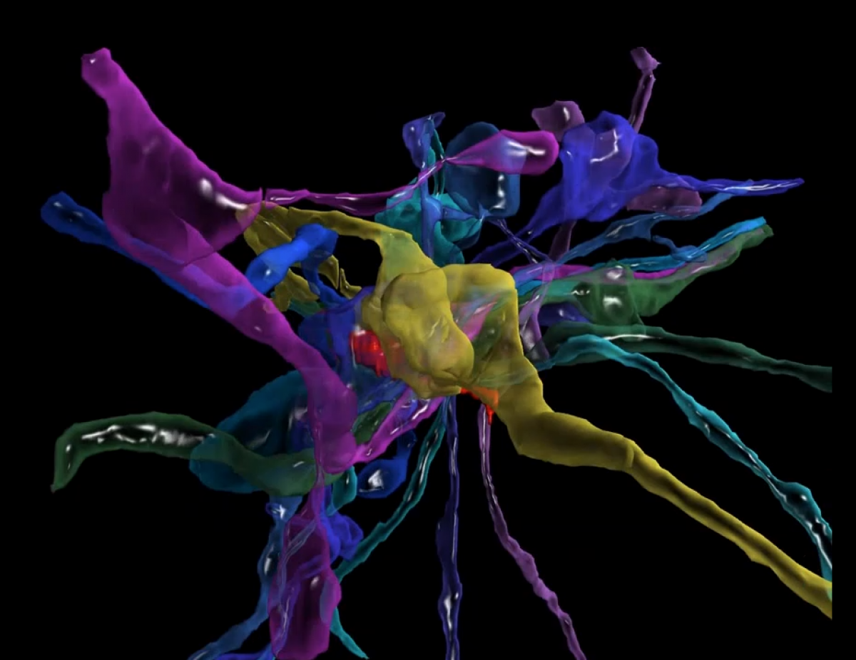 3D color images of the brain reveal its glorious unseen detail
